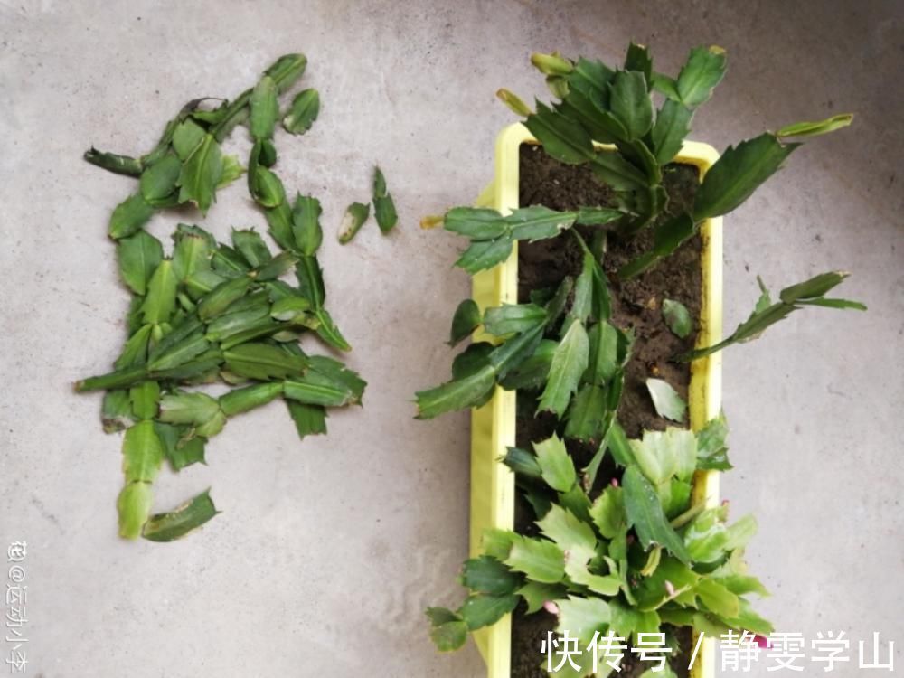 叶子|养护蟹爪兰,要注意8个要点,才能开出仙气飘飘花