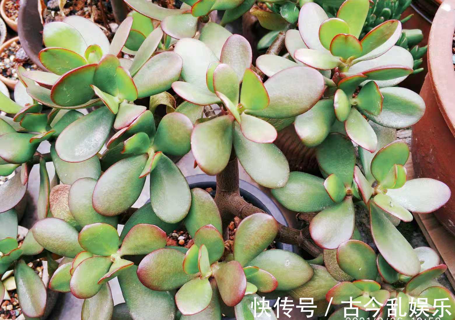 冬美人|养多肉不想买土？试试此8个品种，它们可以说是最不挑土的多肉了