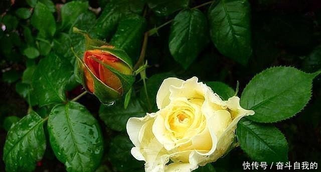 一见光|月季花扦插只需要做到这几点就好了,生根发芽超级快!