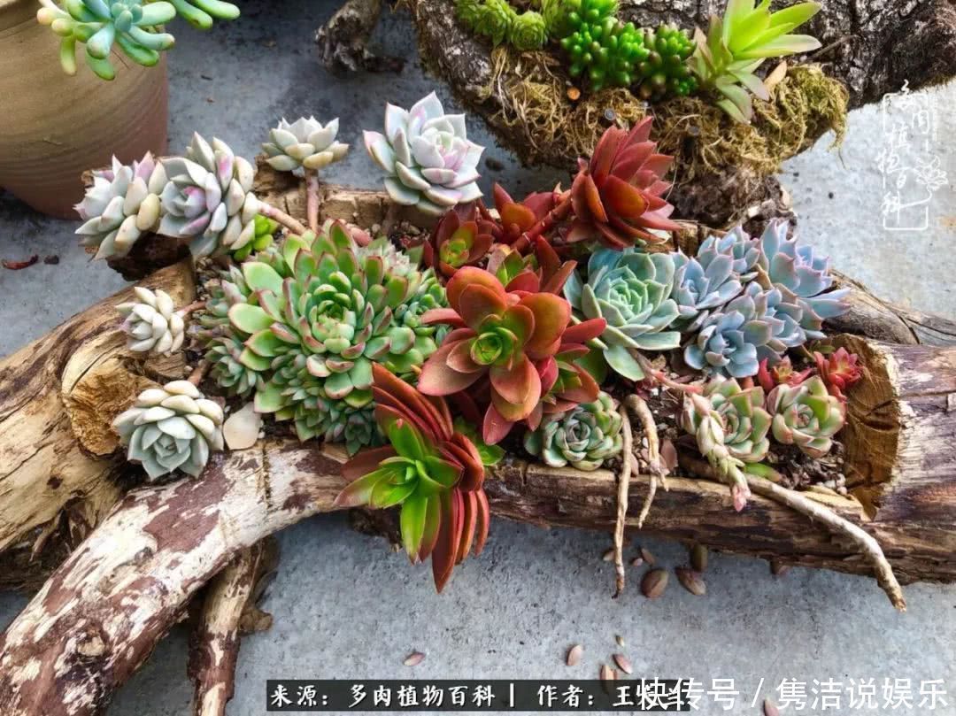 多肉遇上枯木木花盆，姑娘自己造！