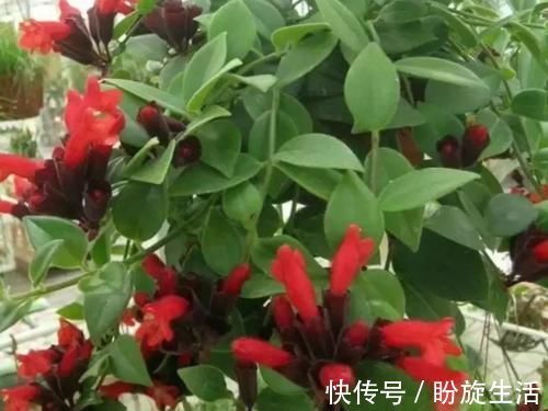 花期|养花就养这几款,全年开花不停,开花漂亮花期长,谁养谁喜欢