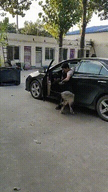 |搞笑GIF:妹子,难道你们这男厕所和女厕所不在一起?