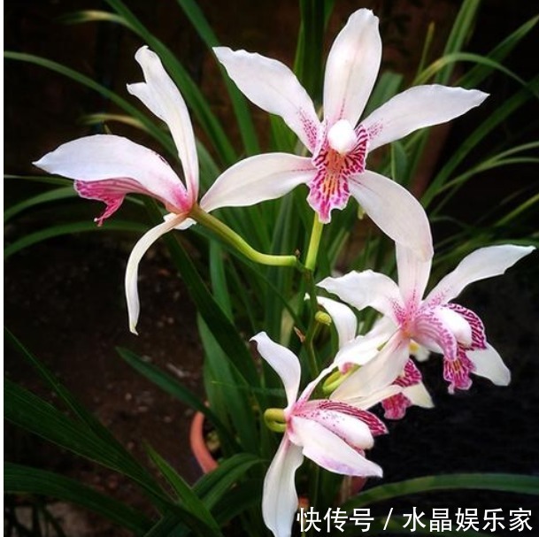 幽香#此花幽香淡雅,且风姿绰约以高洁清雅而著称,寓意为深深情意