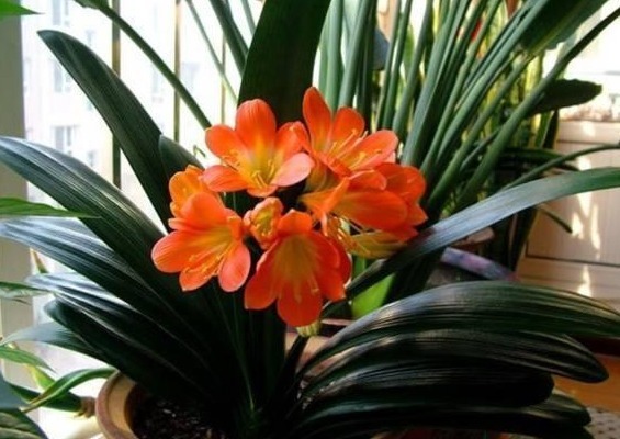 君子兰不开花记住“3个小方法”,1次开出几十朵花,美