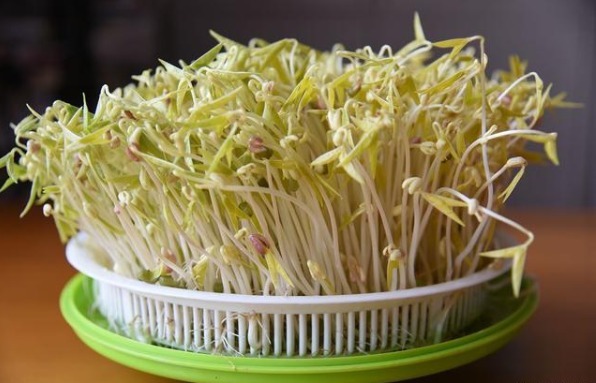 营养|4种食物发芽后,不仅没“毒”,营养反而会倍增,别再傻傻扔掉了