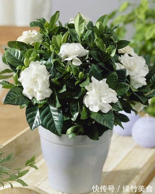 自制水果皮花肥，当花肥，又调节酸碱度！