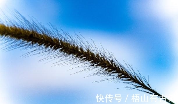 金牛座|近期内,为爱付出,旧爱转身,牵挂旧爱,重续前缘,幸福重启