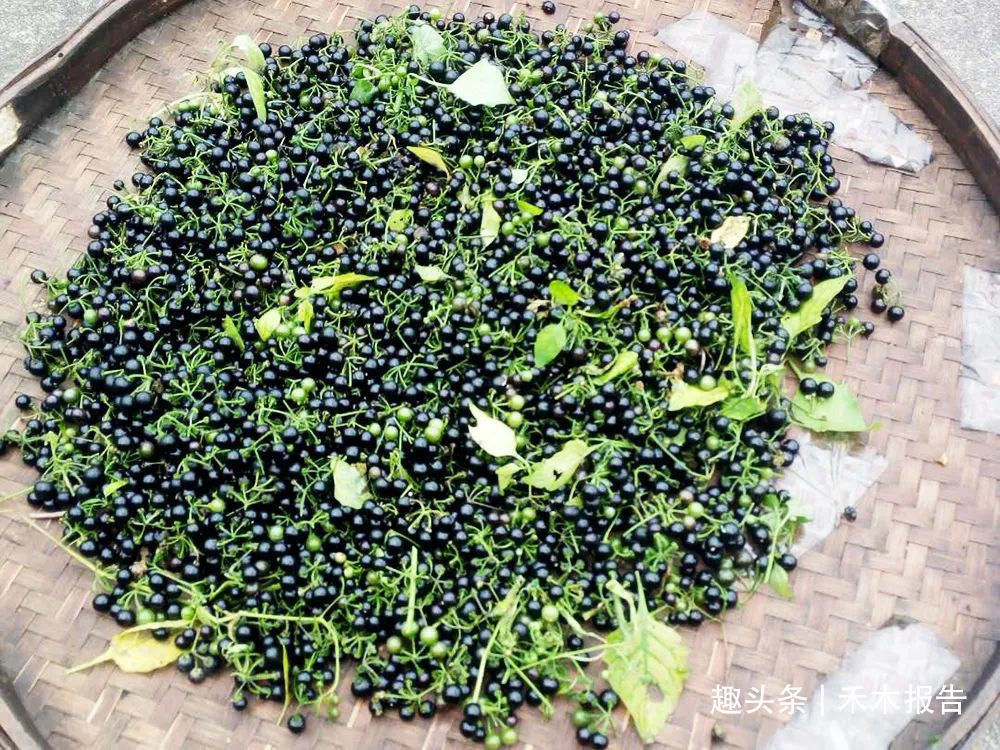 树莓|全株都有毒，玉米田常见，儿时常摘来当零食吃，如今价值不菲