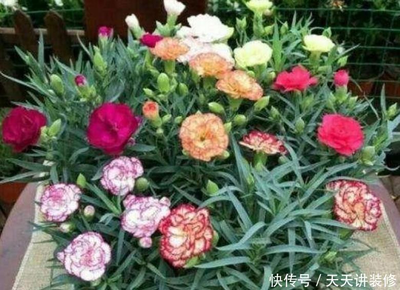 养花就养个花期长的,花大色艳,花朵粉嫩丰腴,绚丽夺目