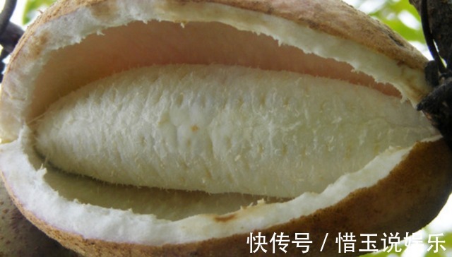美容|深山里這種果實長得丑卻渾身是寶，補腎又美容，男女都愛吃！