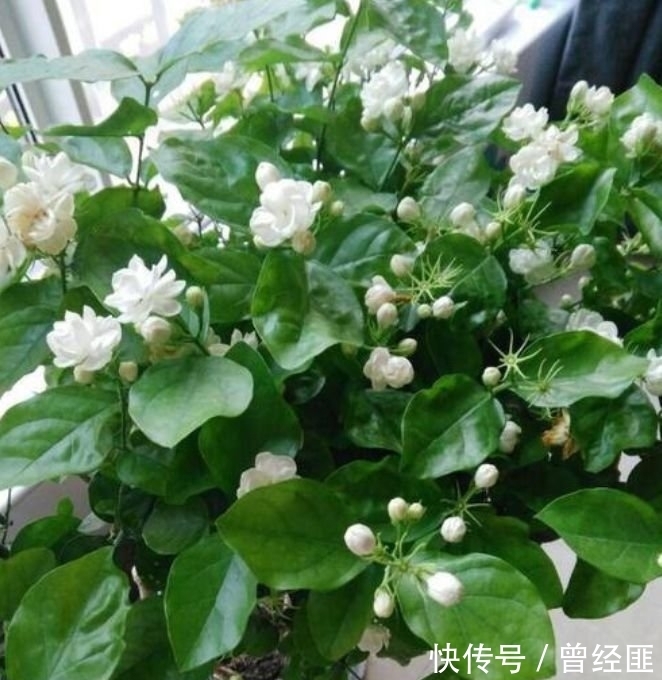 养花试试这几款,花开繁盛花香怡人,繁花似锦,姿色艳丽