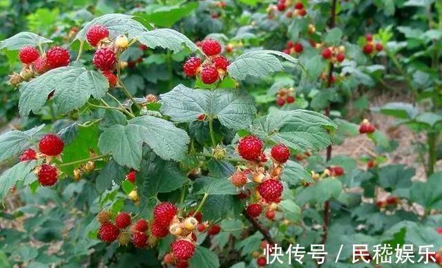 食物|中年人最爱吃3种食物,补充营养、增强体质,好处多多!