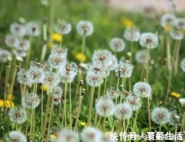 功效|蒲公英不是“万能药”,但它其中的4个功效,确实“名不虚传”!