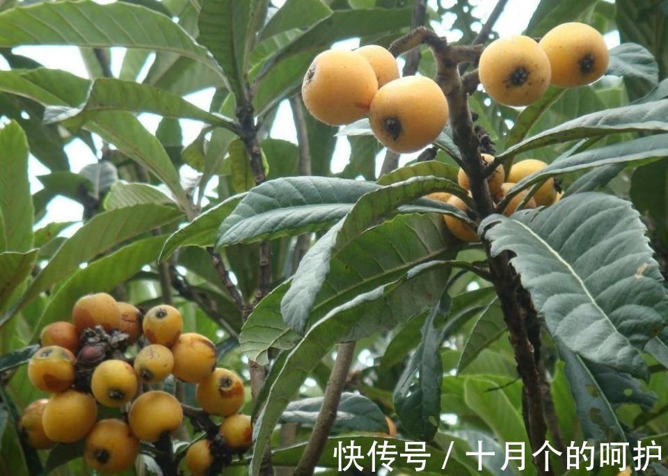 在农村院子里适合种植这五种树，养人镇宅！