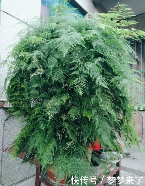 干枯|冬季养护文竹,应当注意4处细节,避免叶状枝干枯