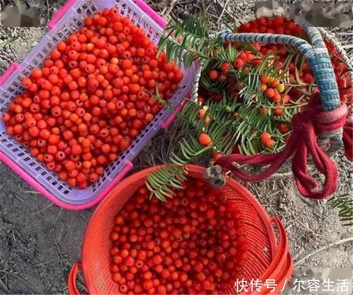 树皮|57年前被发现价值，曾一度濒危，如今有人大量种植，却沦为盆栽