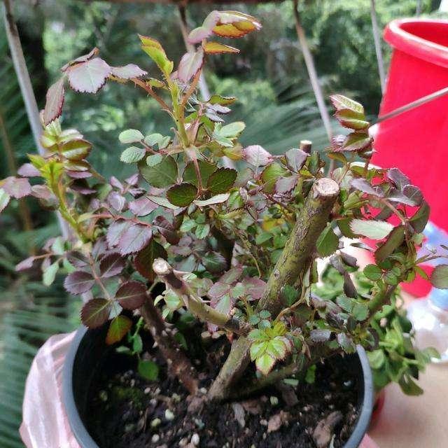 养月季,有2个“小技巧”,笋芽壮、花苞多,花儿开得碗口大