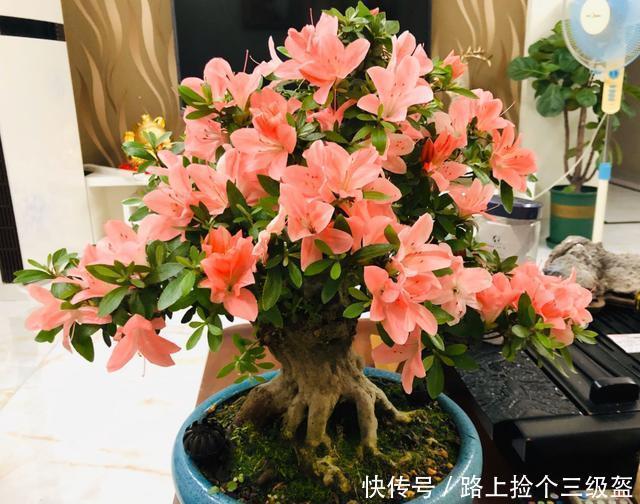 花期|养杜鹃花必备3种肥,选对时间给它用,叶子油绿茂盛,花期开爆盆