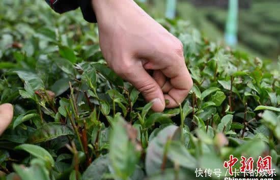  广西侗乡20万亩早春茶立春开采