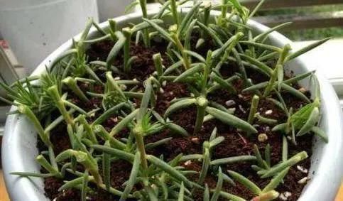 扦插|5种花,趁现在“赶紧扦插”,生根快,长得快,一个月就开花