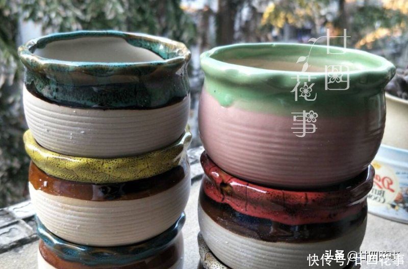 肉肉|多肉烂根变萎蔫，逃不过3个原因，对症处理恢复快