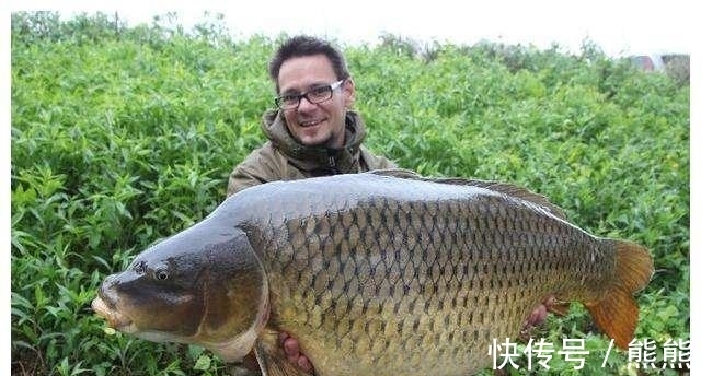 亚洲鲤鱼&鲤鱼的多样“人生”:孔子后人不吃,美国泛滥成灾,日本视其勇武