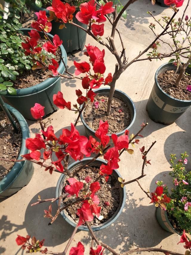 春夏交接三角梅这样养,只见花朵不见叶,赏花赏到“视觉疲劳”