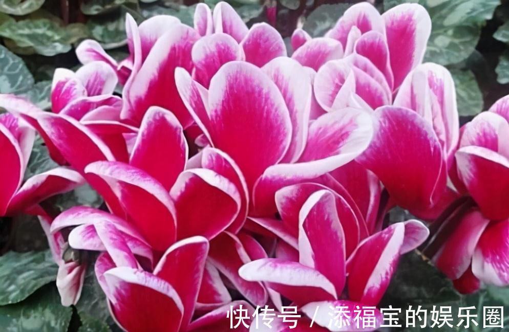 农历九月十八霜降后，养什么花？家里养3种花，学业有成龙马精神