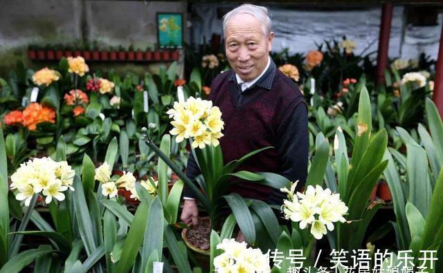 叶片|你家君子兰开花了吗？花期君子兰的养护技巧分享，照着做就行