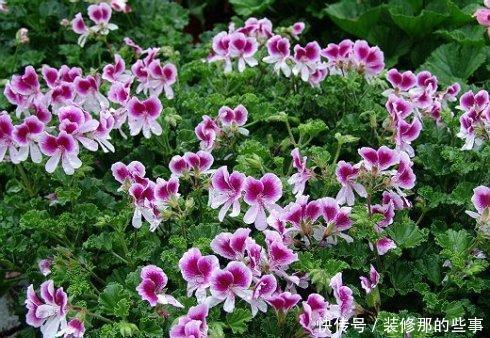 漂亮|被花名耽误的3种漂亮花,耐寒又好养,冻一冻花色更娇艳!