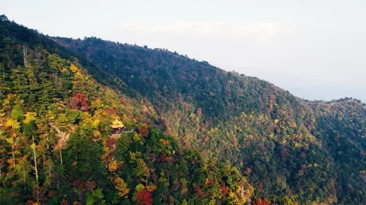 杭州|梦幻！杭州绝美“万年银杏”黄了，景区发布最新通知