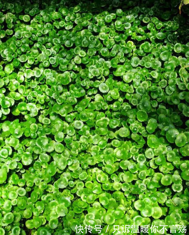 养花技巧铜钱草养在这，7天就爆盆，叶子长成巴掌大！