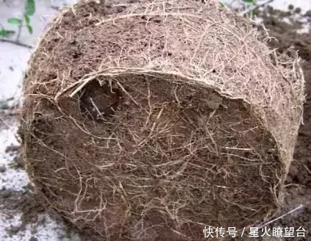 养花盆土板结，一点这玩意扔盆里，盆土肥沃透气，花长得可快了