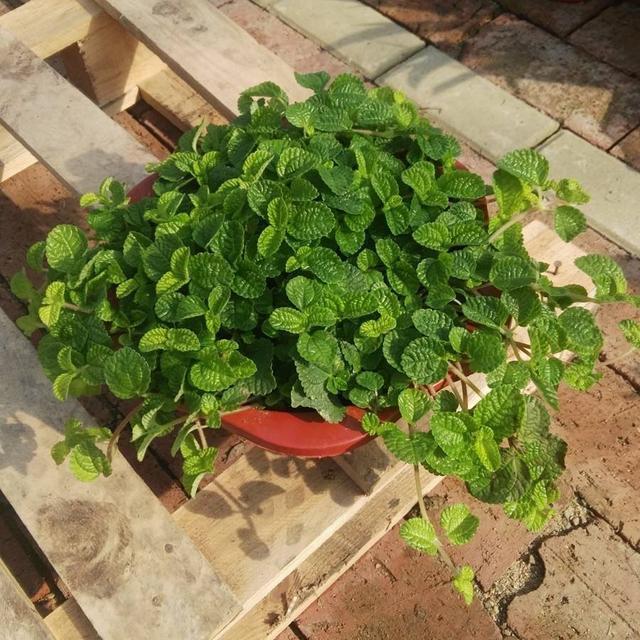 植株|养4种花“当心”,生长太快,就像“生物入侵”,养多了清理难