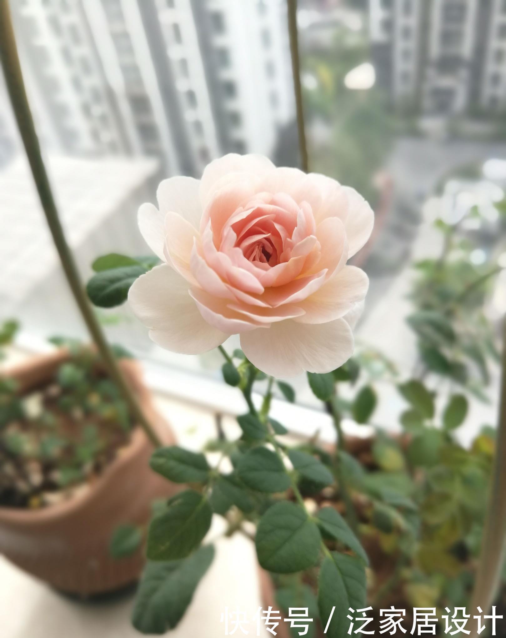 养花的6个“误区”，很多人都不自知，难怪养不好花