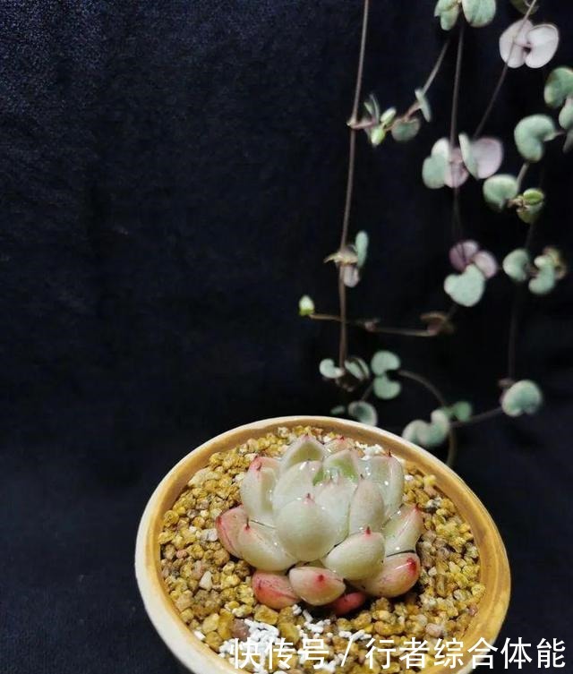 一方阳台,一方多肉,我的生活和姿态!一方阳台,一方多肉,我的生活和姿态!