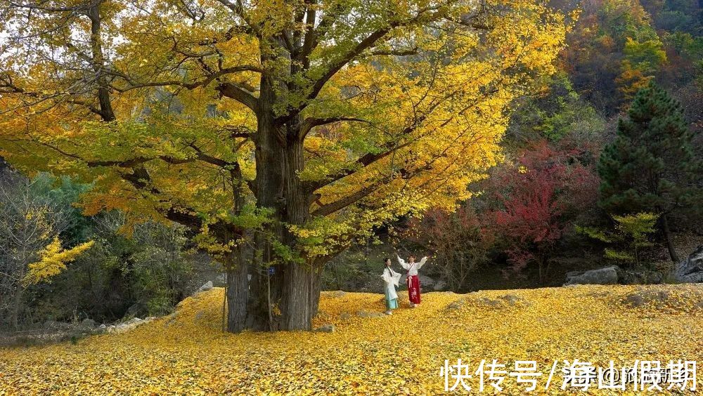 门票|河南专属于你的秋色丨银杏已黄，枫叶转红…撩人秋色等你来赏