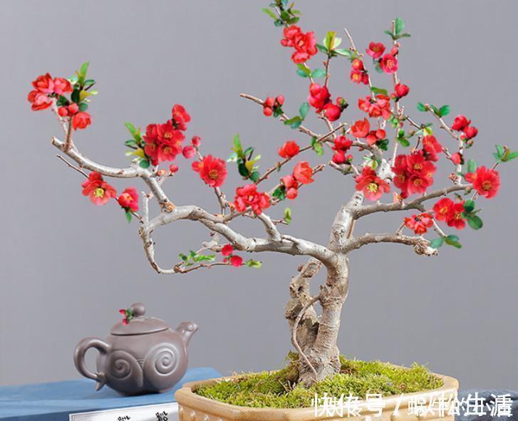 长寿冠|此花,被誉为花卉界的“红宝石”,太美了,给大家看看