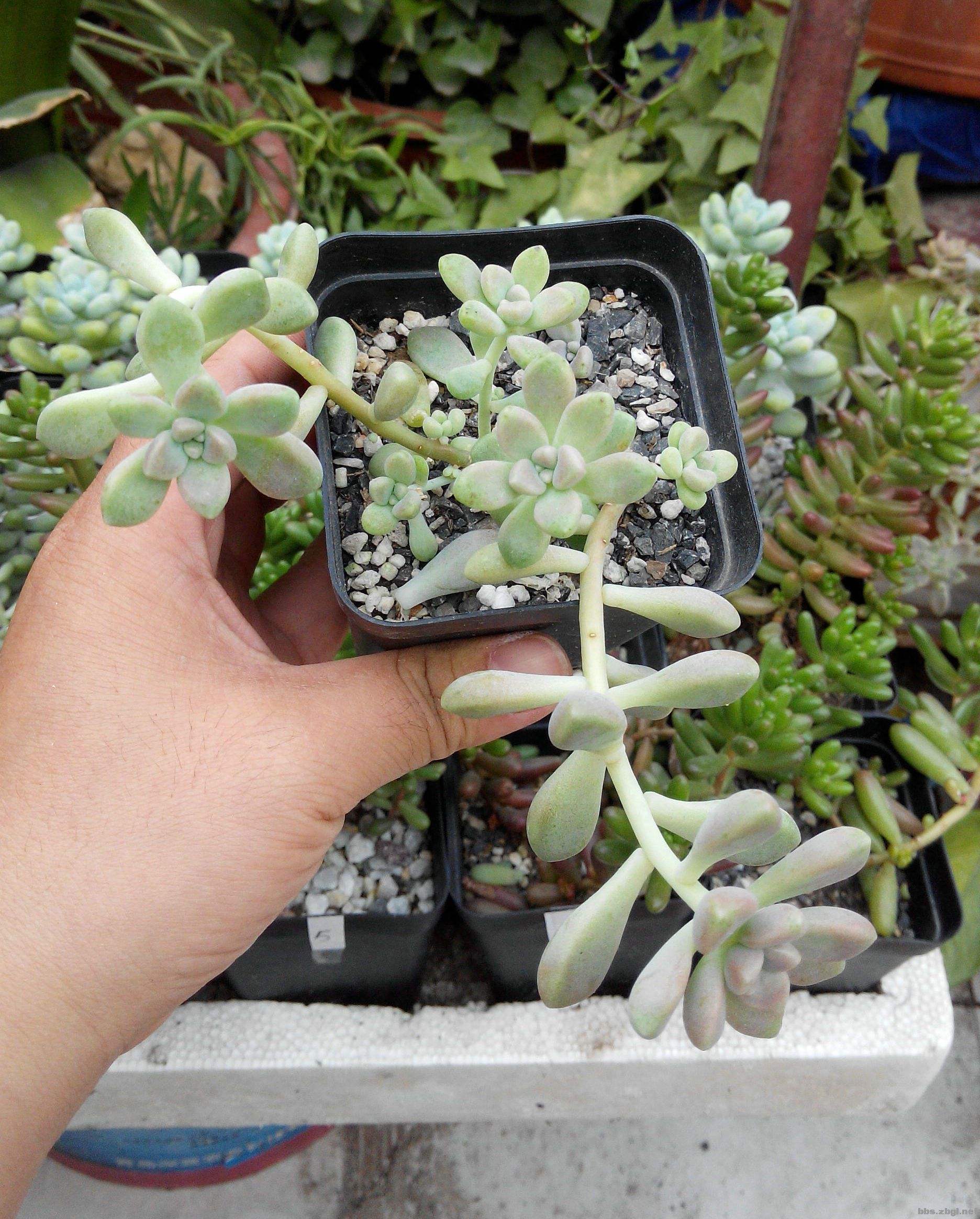 多肉疯长不是好事，又撸又砍，方能保它“平安”