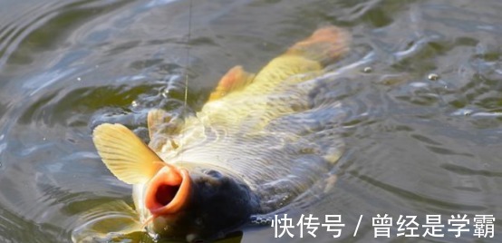 端午后别用蚯蚓了,70岁老渔翁教你3招,新手10分钟钓上10斤大鱼!