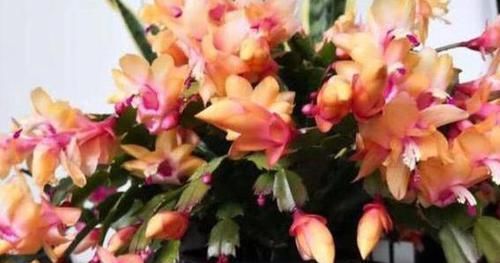 药片、黄豆养花全需下成本，不如用这2样灰，一分钱不花又实用