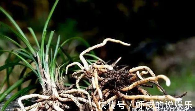 农夫阳台养兰花,浇水犯了各种错,依然叶茂花蕾多,秘密只有两点