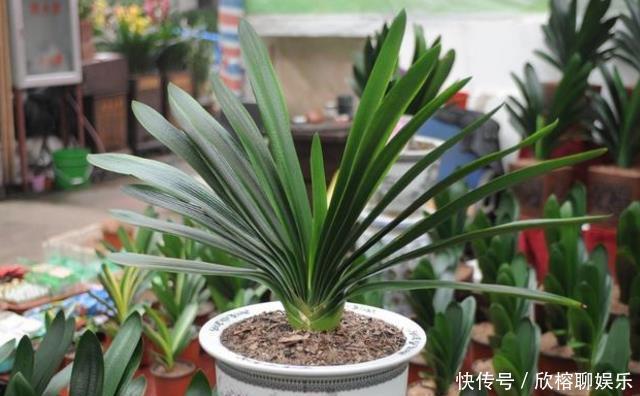 春夏秋冬|春夏秋冬,君子兰施肥要“恰到好处”,叶片肥绿,开花多不夹箭