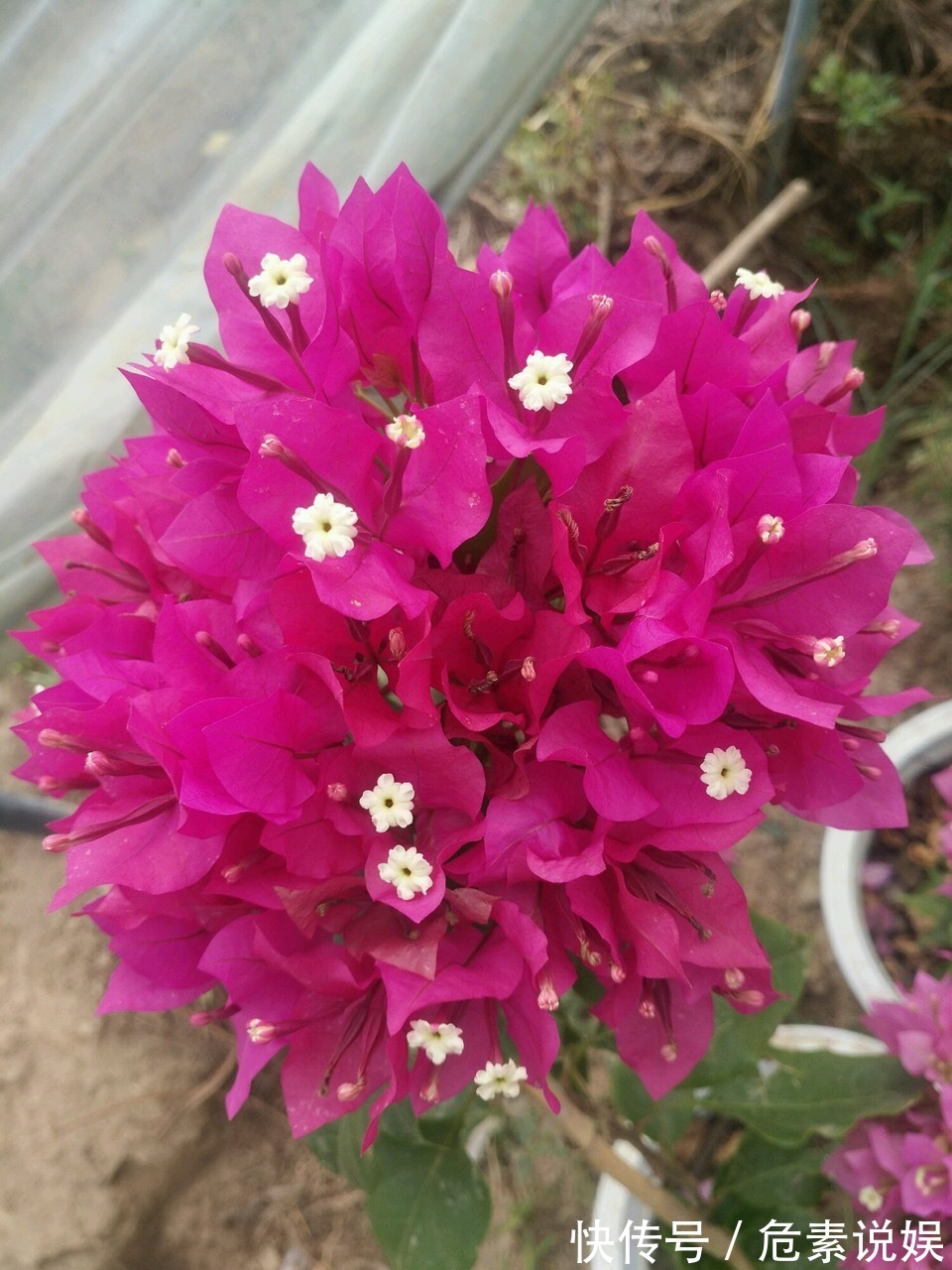 秋天养花，切忌“乱施肥”，4个“错误”要避免，要不谁也养不活