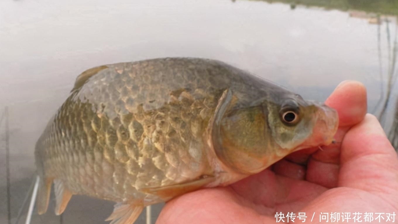 鱼情不理想,我就只想用这3种调钓模式,莫不信,一般人我不说