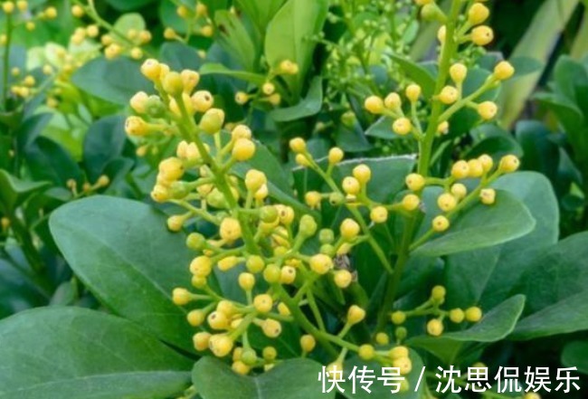 吸臭强性强的4种花，有洁癖一定要养，效果不仅明显还省事！