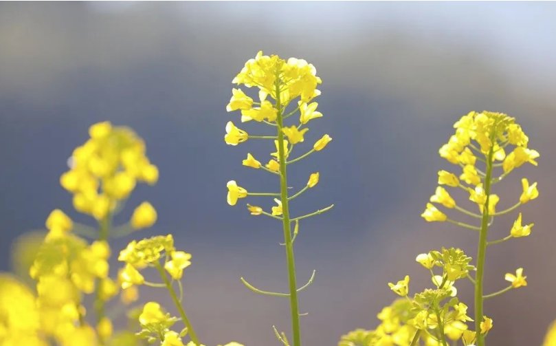 老年|温泉牧羊湖油菜花盛开，牛年第一抹暖色！