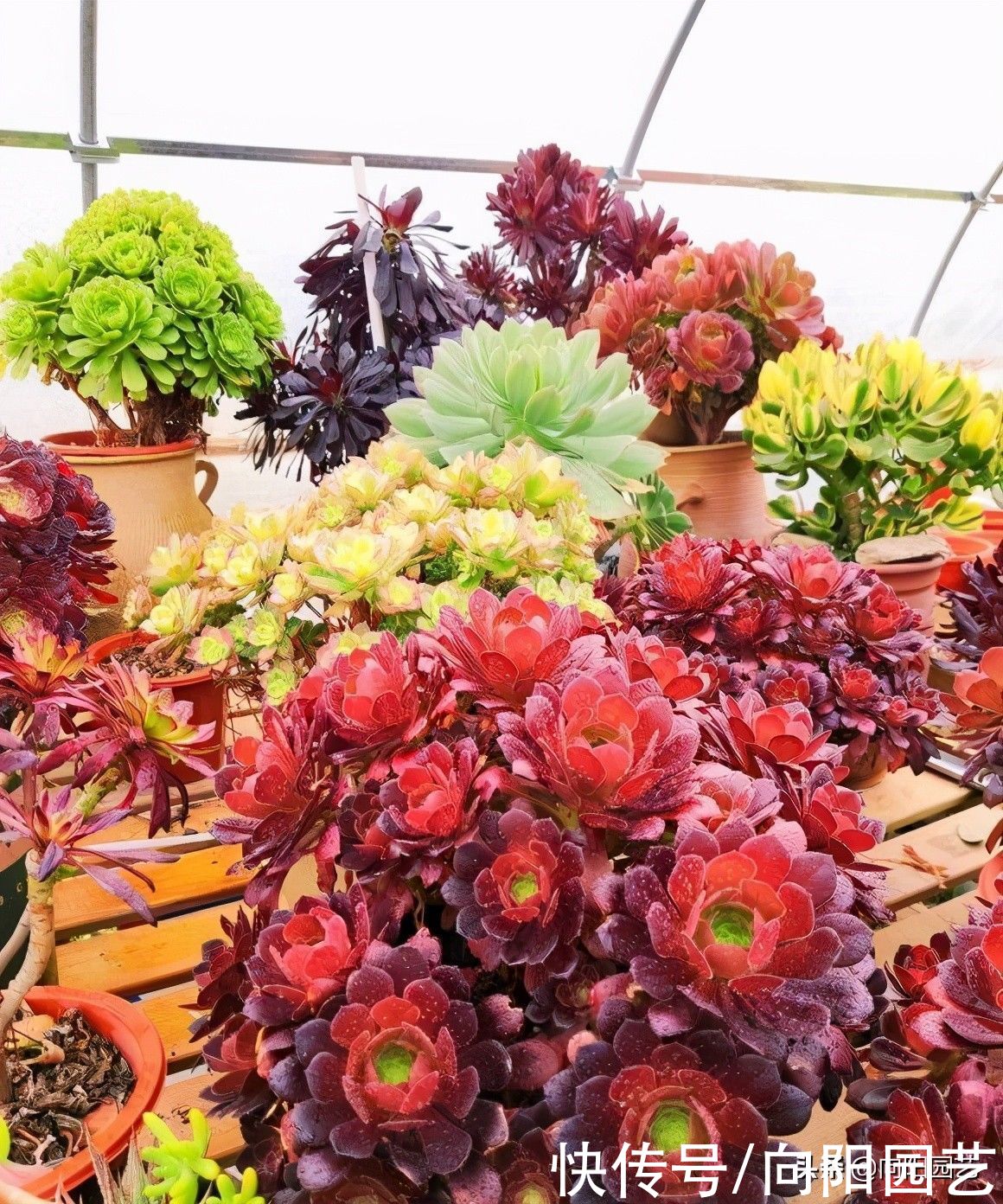 水分|夏季来临，法师进入艰难阶段，叶子开始凋落，赶紧停止浇水