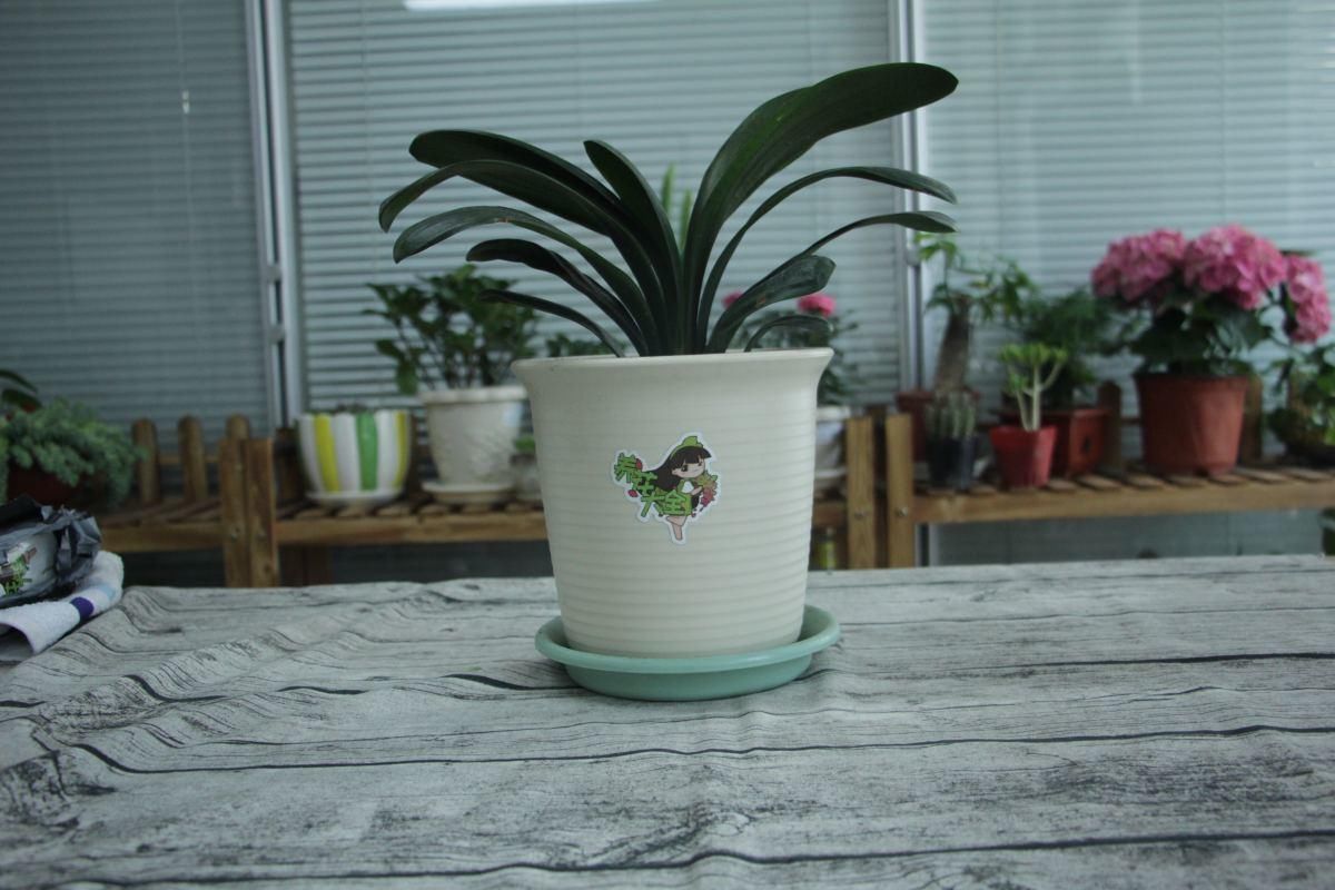 君子兰不开花?那是你没注意这几点,不然花朵开爆盆