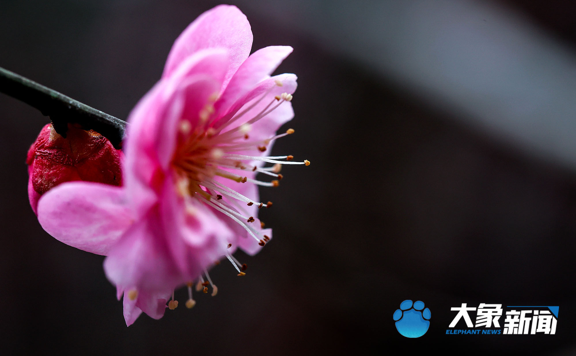 梅花|凌寒傲立、暗香浮动！这是郑州市公园里经风雪洗礼后的梅花